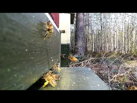 Biodling mars 2019 vår kontroll slowmotion