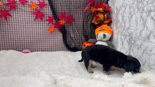 ハーフ犬の動画01