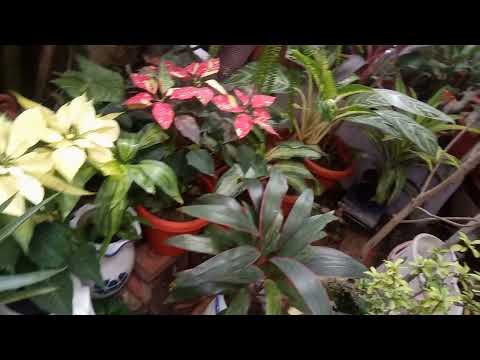 Sushri's Garden Style(2)