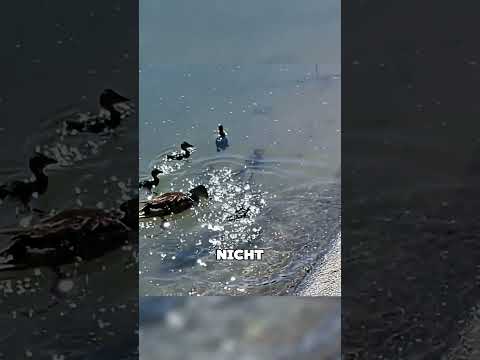 Die Schule wird für eine Ente geschlossen #tiere #shorts