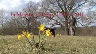 OMD . Victory Waltz . ( In Memory Of Poppy ) .