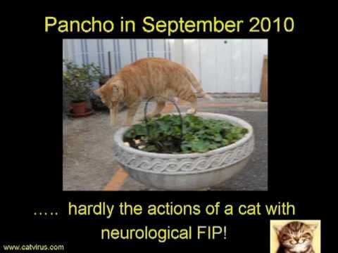 Does Pancho have non-effusive Feline Infectious Peritonitis?