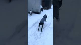 Video preview image #1 American Staffordshire Terrier-Unknown Mix Puppy For Sale in Shermans Dale, PA, USA