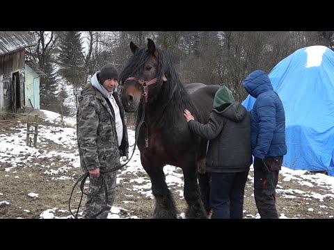 Caii lui Bexa Daniel de la Ciuruleasa, Alba - 2023 Nou!!!