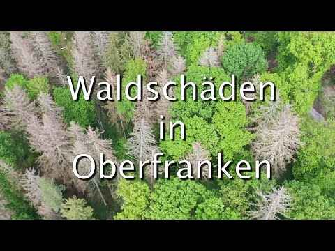 Waldschäden in Oberfranken 2020