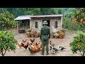 Video Compilation Of The Soldier Building A Stone House And The Mature Flock Of Chickens And Ducks
