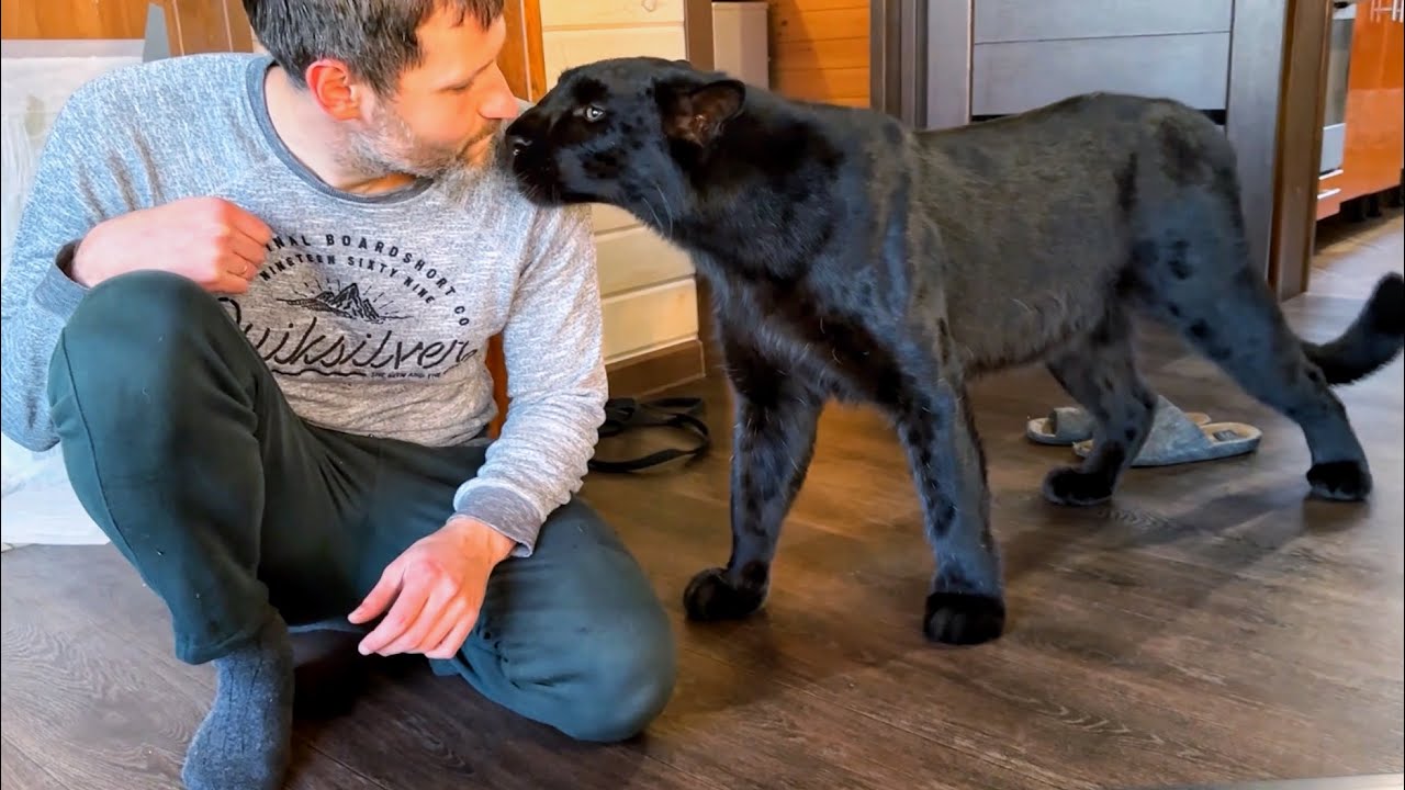 We welcome Vovochka back from his business trip with Luna the panther 😁(ENG SUB)