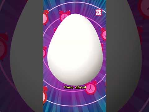 What is the Big Bang? | #shorts #drbinocs #peekabookidz