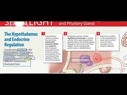Hypothalamus Pituitary integration