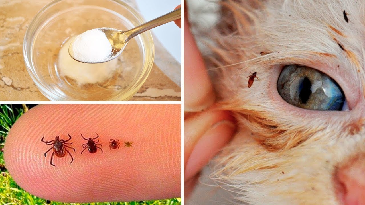 Jak Pozbyć Się Pcheł Domowymi Sposobami - Twój Pupil Będzie Ci Wdzięczny