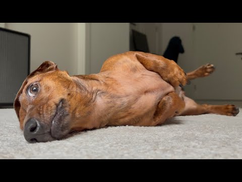 A very vocal & silly sausage dog!