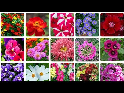 Winter flowering plant ke sapling ke care tips /sapling sa healthy plant fr heavy blooming kasy le