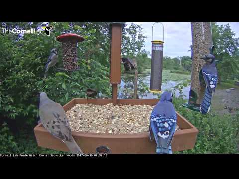Trio of Blue Jays Populate the Feeder at Cornell– June 30, 2017