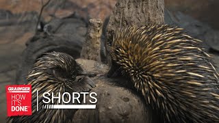 Meet the Echidnas | Grainger: How It's Done - Shorts