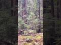 Henry Cowell Redwoods: Walk Among Giants in California's Ancient Forest 🌲