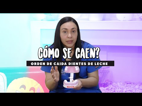 Children's Dental Care 🤷 What is the Order in Which Baby Teeth Fall Out?