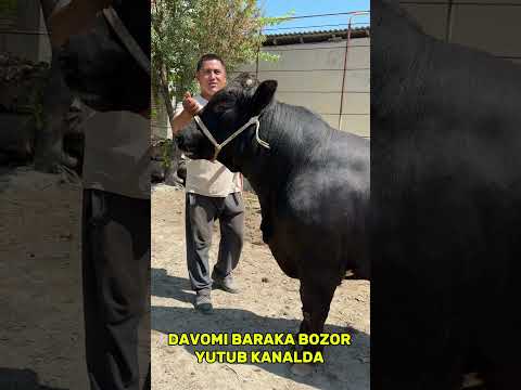 ANGUS ☎️908502437