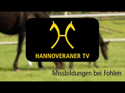 Hannoveraner TV -  Fohlenmissbildungen