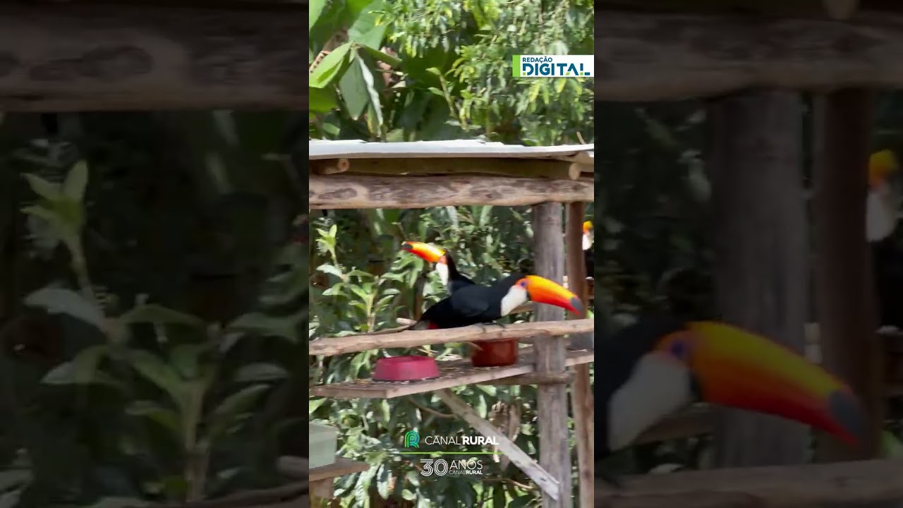 Tucanos resgatados retornam livres e encantam hóspedes em hotel fazenda