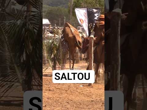Vaca saltou a cerca no Park Porteira #romariofeitosa #pegadeboinomato