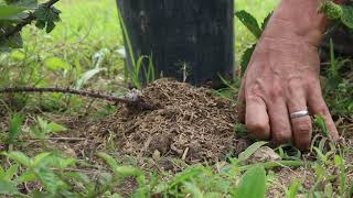 Miniatura do vídeo
