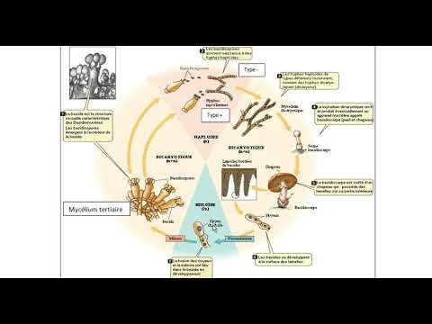-Les Basidiomycota -Partie 2