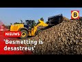 Bietencampagne start met strenge coronamaatregelen | Omroep Brabant
