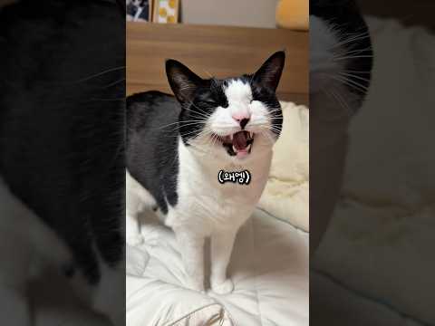 아빠 뒷담화 하는 고양이