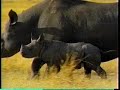Pampers Baby Animals Ad Forever Young 2000 TV Commercial