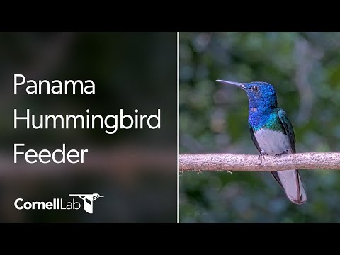 Panama Hummingbird Feeder Cam at Canopy Tower | Cornell Lab