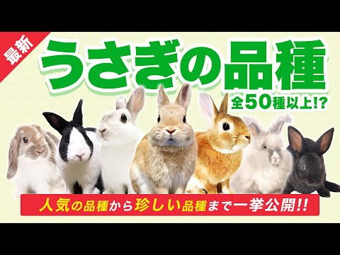 ミニウサギ、ドワーフウサギ、おもちゃのウサギの品種