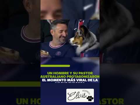Amigos futboleros #fypシ #perritos #mundial #adoptanocompres #mascotas #amigo #lealtad #fypage #fyp