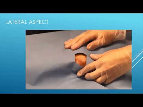 Canine Intraarticular Injection Technique   A Detailed Guide for Veterinary Surgeons