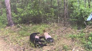 Dead pig on the side of the track - near Gympie