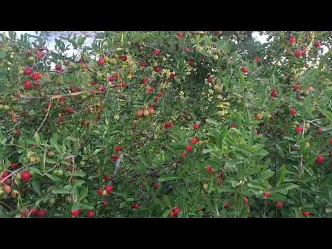 Olha como tá os pés de acerola (11/03/26) arara Paraíba 