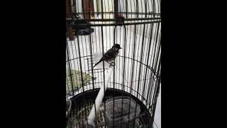 Download lagu pancingan burung gelatik dan gemercik air biar cepat gacor mp3