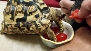 Bobbie Having Her Tomatoes For Breakfast.