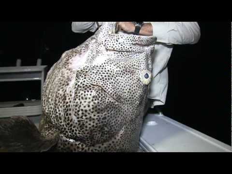 Some monster Cod caught off Fraser Island