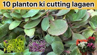 Sardi Se Pahle yah 10 planton ki cutting lagaen/#gardningtips #plants
