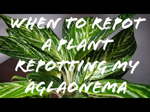 image-How big of a pot does a Chinese evergreen need?