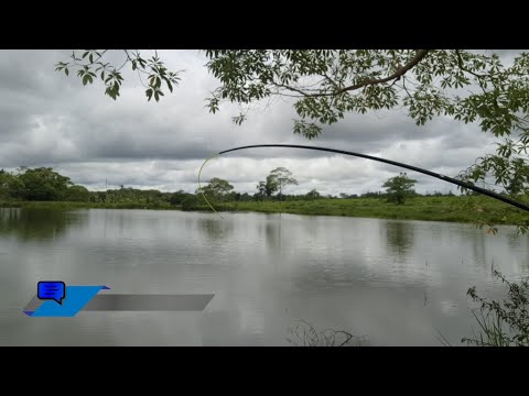 Pescaria de Tilápia, Vale do Paraíso, Rondonia!!! - T05 Ep65. #pesca #pescaria #pescaesportiva