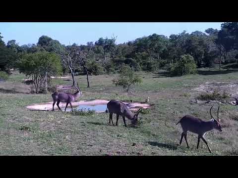 Djuma: Impala males, Waterbuck bulls and Wildebeest bull - 07:30 - 11/09/2022