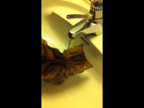 (N)Golden Art Solange Paiget