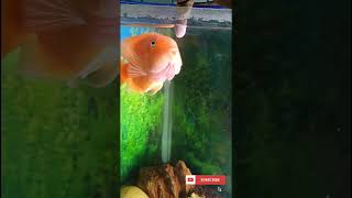 Download lagu Blood-red Parrot Cichlid fish🥵 #fish#aquarium#aquariumfish#fishtank#parrotfish#parrot#cute#fight mp3