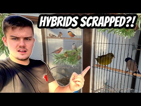 Hybrids SCRAPPED?! | + Extreme Winter Weather