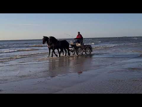 Stal Okkema's pair Enzo & Ditishem