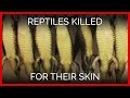 Reptiles Killed for Their Skin 
