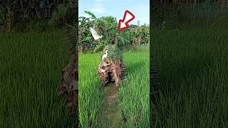 Download lagu 🦩🌾🙏Maboros Kotak Digital# #super#funny#video#India# #Indonesia#South#Korea# #Vietnam#Italy#Brazil# mp3