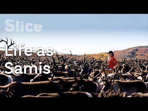 A semi-nomadic people breeds reindeer in Northern Scandinavia l SLICE