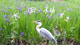 カキツバタ&アオサギ